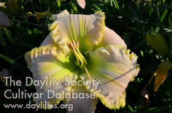 Daylily Guy's Swan Song